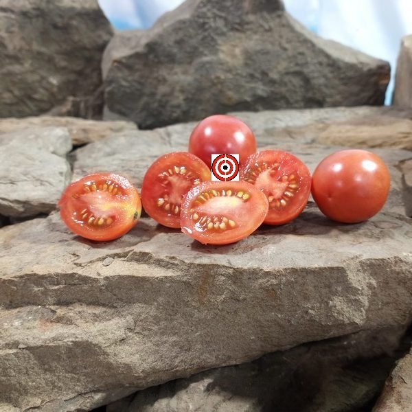 Teachers Apple Tomato