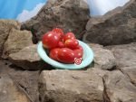 Teachers Apple Tomato Heirloom Tomatoes