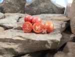 Teachers Apple Tomatoes