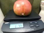 Toms Red Slicing Tomato