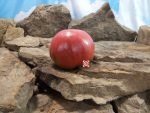 Toms Red Slicing Tomato - Image 2