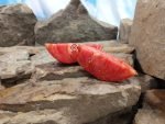 Toms Red Slicing Tomato Meaty Tomatoes