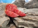 Toms Red Slicing Tomato Seeds