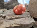 Traceys Cane Break Old Farm Pink Tomato