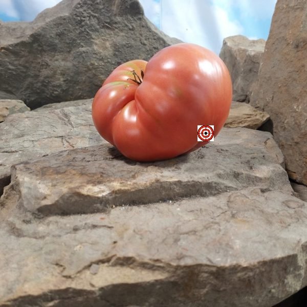 Traceys Cane Break Old Farm Pink Tomato