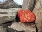 Traceys Cane Break Old Farm Pink Tomato Sandwich Tomatoes