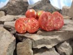 Traceys Cane Break Old Farm Pink Tomato Seeds
