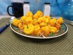 Trinidad Perfume Pepper Low Heat Peppers