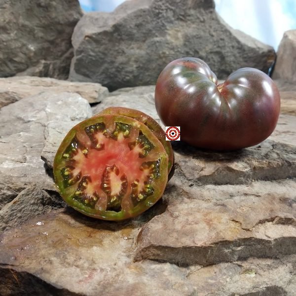 Ulysses Helm Purple Tomato
