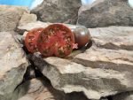 Ulysses Helm Purple Tomato Heirloom Tomatoes