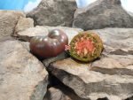 Ulysses Helm Purple Tomato Seeds