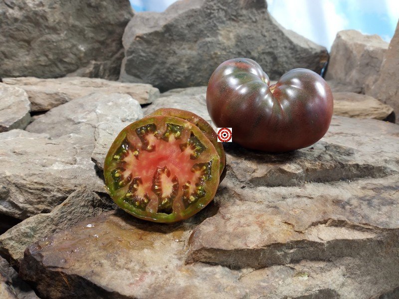 Ulysses Helm Purple Tomato