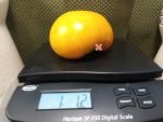 West Virginia Yellow Tomato Giant Tomatoes