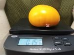 West Virginia Yellow Tomato Heirloom Tomatoes