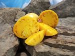 West Virginia Yellow Tomato Seeds