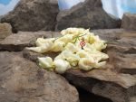 White Knight Pepper Seeds