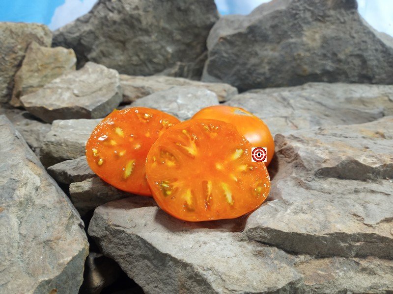 Wildling Panamorous Tomato Joseph Lofthouse Tomatoes Wildling Panamorous Tomato Joseph Lofthouse Tomatoes