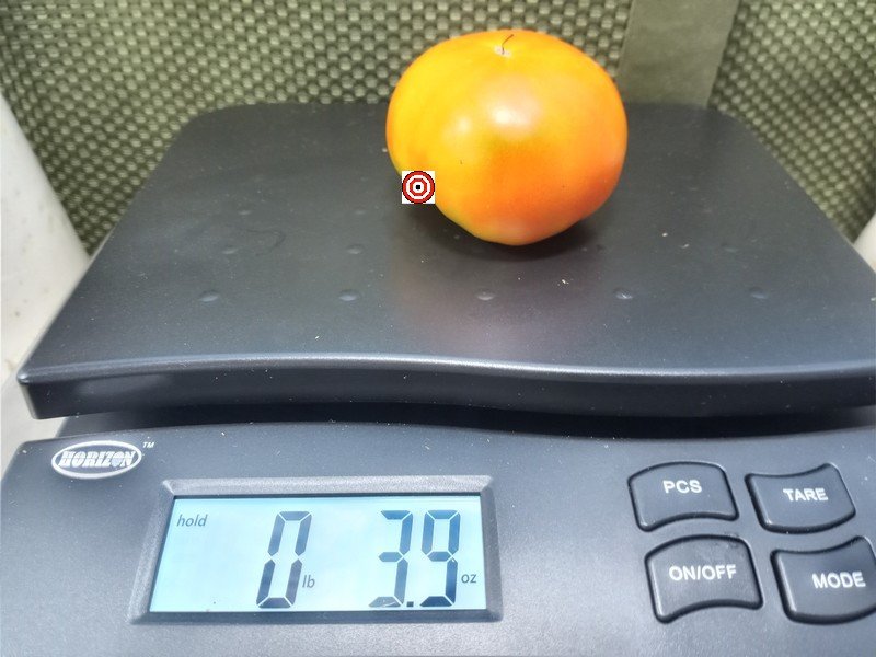 Wildling Panamorous Tomato Orange Tomatoes Wildling Panamorous Tomato Orange Tomatoes