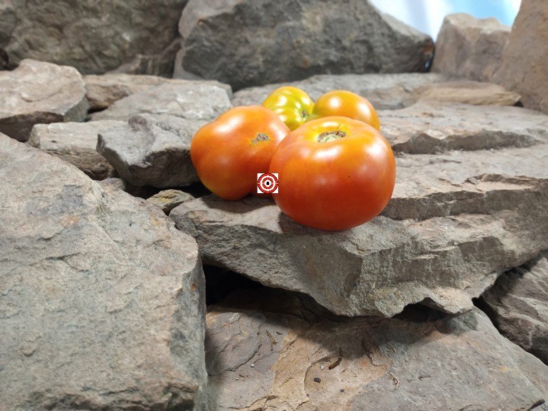 Wildling Panamorous Tomato Productive Tomatoes Wildling Panamorous Tomato Productive Tomatoes
