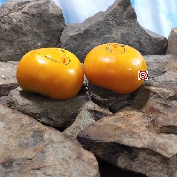 Wilsons Yellow Gold Tomato