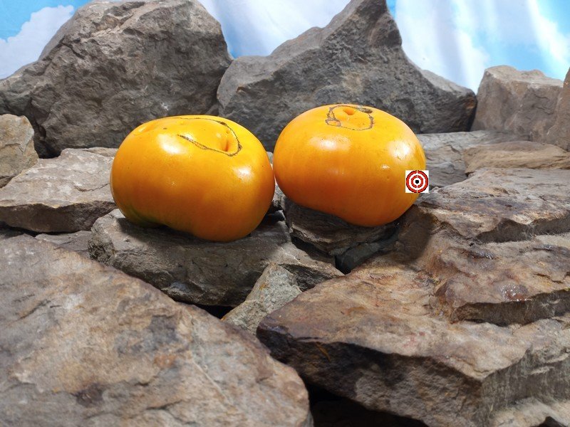 Wilsons Yellow Gold Tomato
