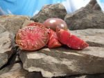 Wingo Wonder Tomato