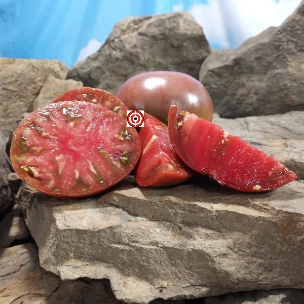 Wingo Wonder Tomato