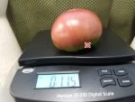 Wingo Wonder Tomato Beefsteak Tomatoes