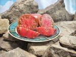 Wingo Wonder Tomato Heirloom Tomatoes