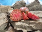 Wingo Wonder Tomato Seeds