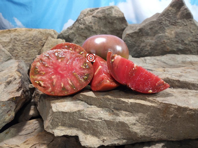 Wingo Wonder Tomato