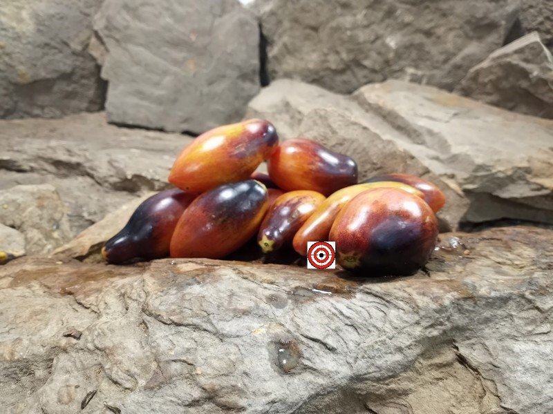 A Popular Blue Tomato Dwarf Antho Pink Panther Micro Tomato Seeds For Sale Here.