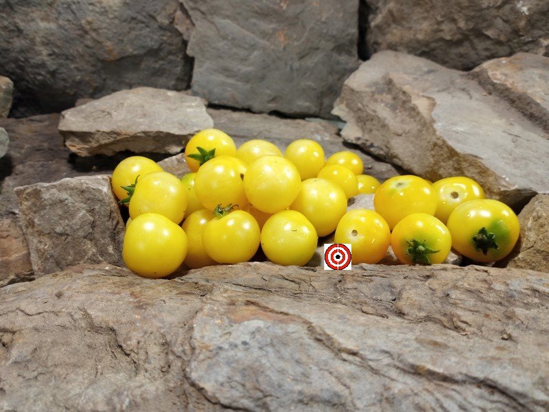 A Popular Cherry Tomato Dwarf Desert Star Tomato Seeds For Sale Here.