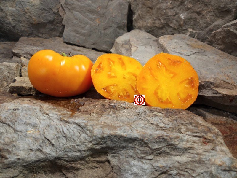A Popular Dwarf Tomato Coastal Pride Orange Dwarf Tomato Seeds For Sale Here.