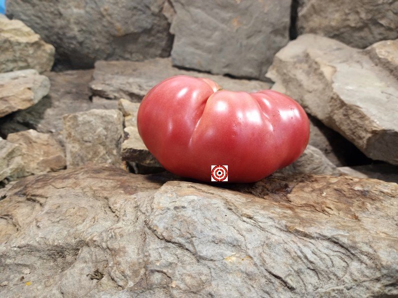 A Popular Dwarf Tomato Dwarf Alma's Century Pink Tomato Seeds For Sale Here.