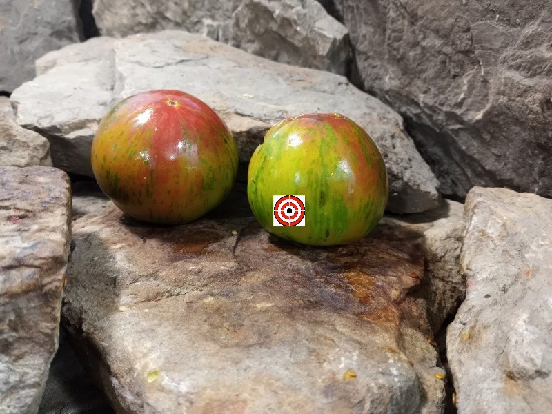 A Popular Dwarf Tomato Dwarf Copia Tomato Seeds For Sale Here.