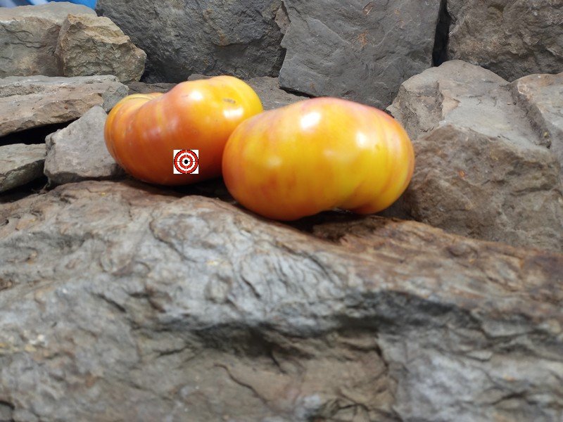 A Popular Sandwich Tomato Beauty Of The Surf Dwarf Tomato Seeds For Sale Here.