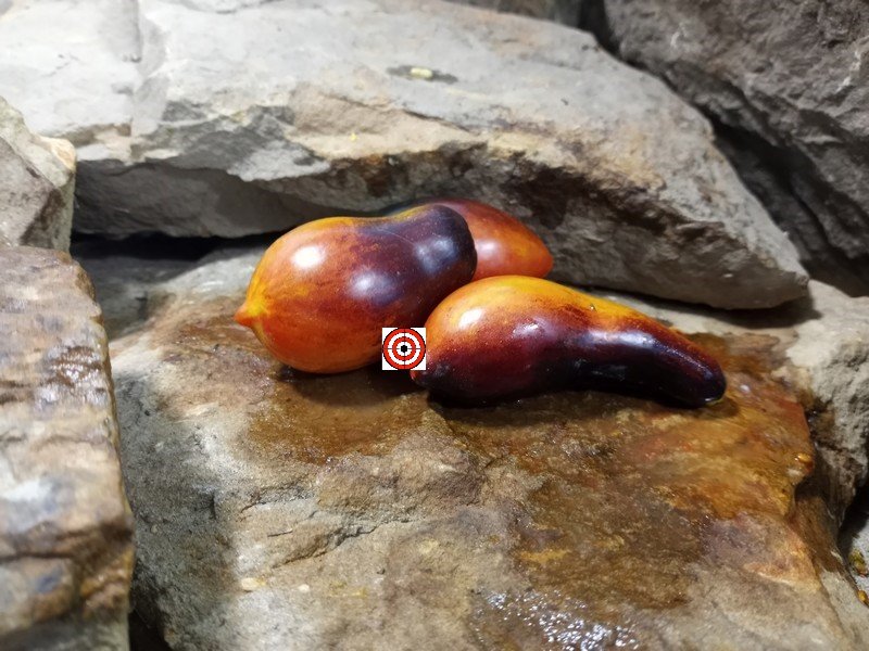 The Best Antho Tomato Dwarf Antho Pink Panther Micro Tomato Seeds Available Here.