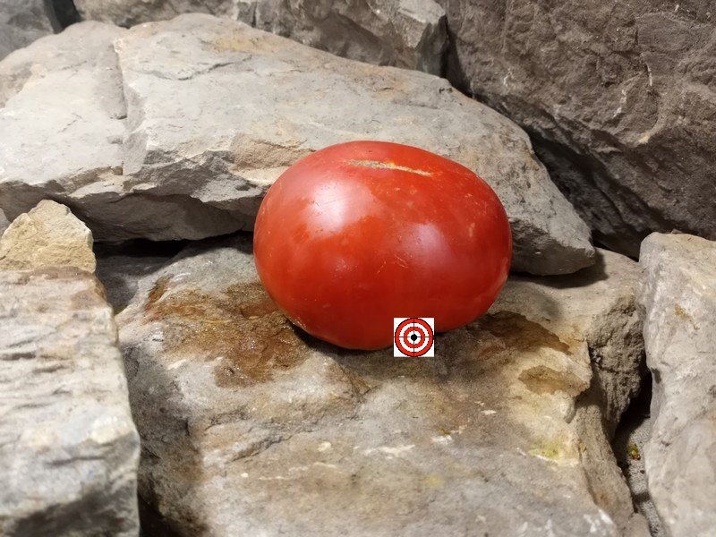 The Best Container Tomatoes Dwarf Burpee Giant Tomato Seeds Available Here.