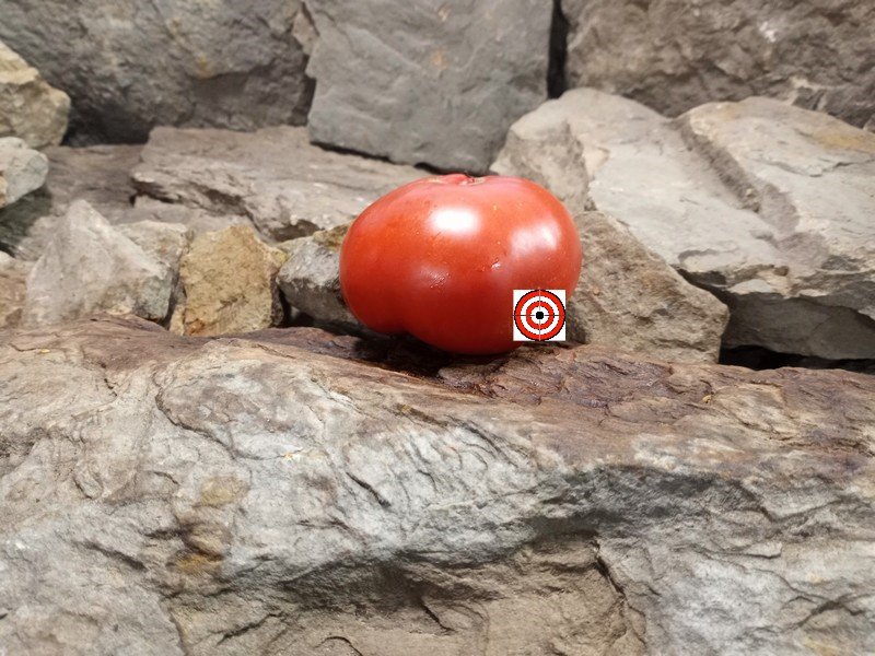 The Best Dan McMurray Tomato Coastal Pride Red Dwarf Tomato Seeds Available Here.