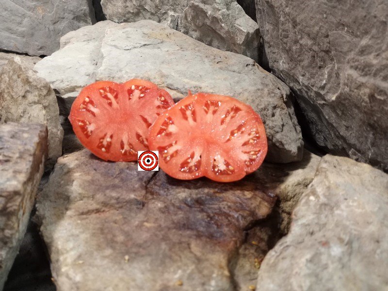 The Best Sandwich Tomato Dinner Plate Tomato Seeds Available Here.