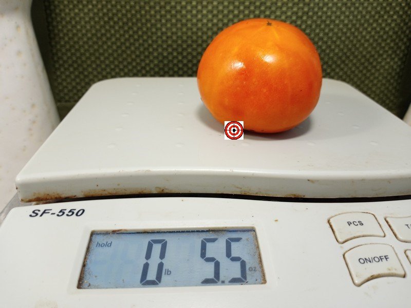 The Best Sandwich Tomato Dwarf Belarus Orange Tomato Seeds Available Here.