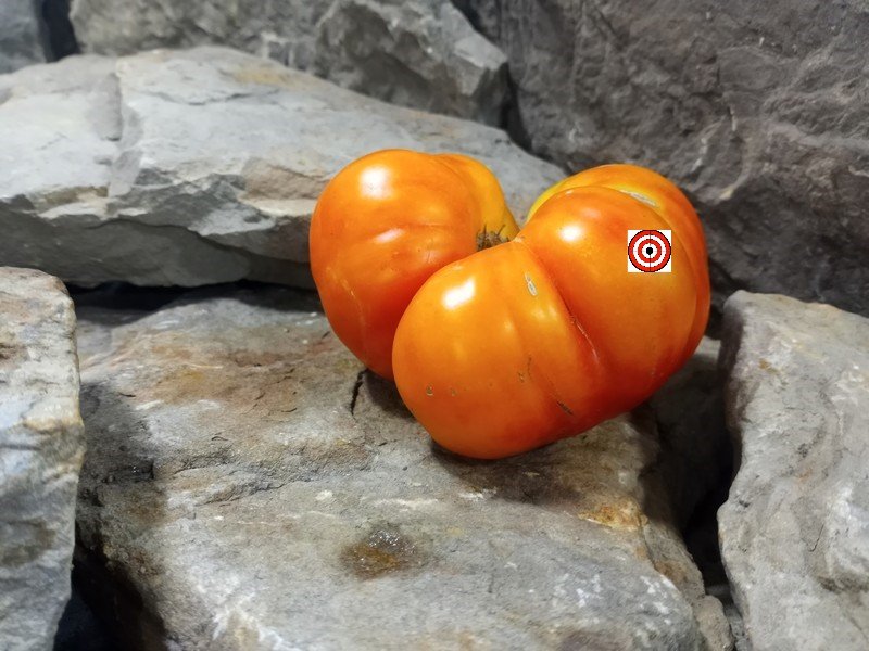 The Best Sandwich Tomato Dwarf Boyd Smith Tomato Seeds Available Here.