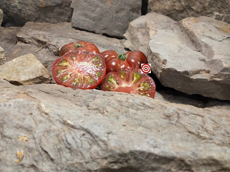 The Best Sandwich Tomato Dwarf Chestnut Opal Tomato. Seeds Available Here.