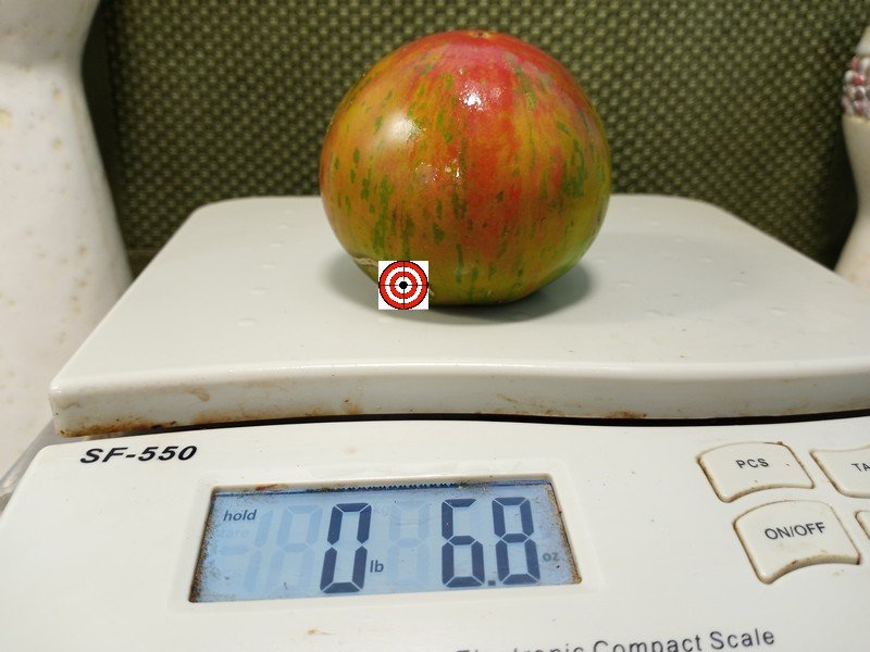 The Best Tricolored Tomato Dwarf Copia Tomato Seeds Available Here.