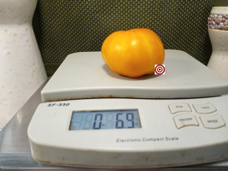 The Best Yellow Beefsteak Tomato Dirty Little Chicken Tomato Seeds Available Here.