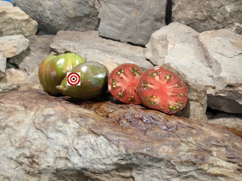 A Popular Bill Yoder Tomato Dwarf Purple Rain Tomato Seeds For Sale Here.