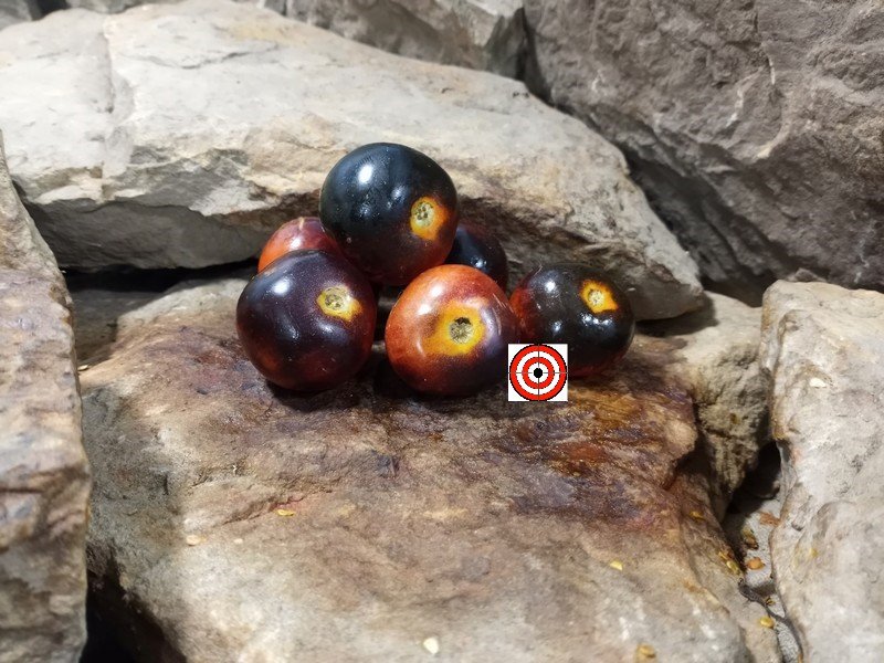 A Popular Blue Tomato Dwarf Mooncalf Tomato Seeds For Sale Here.