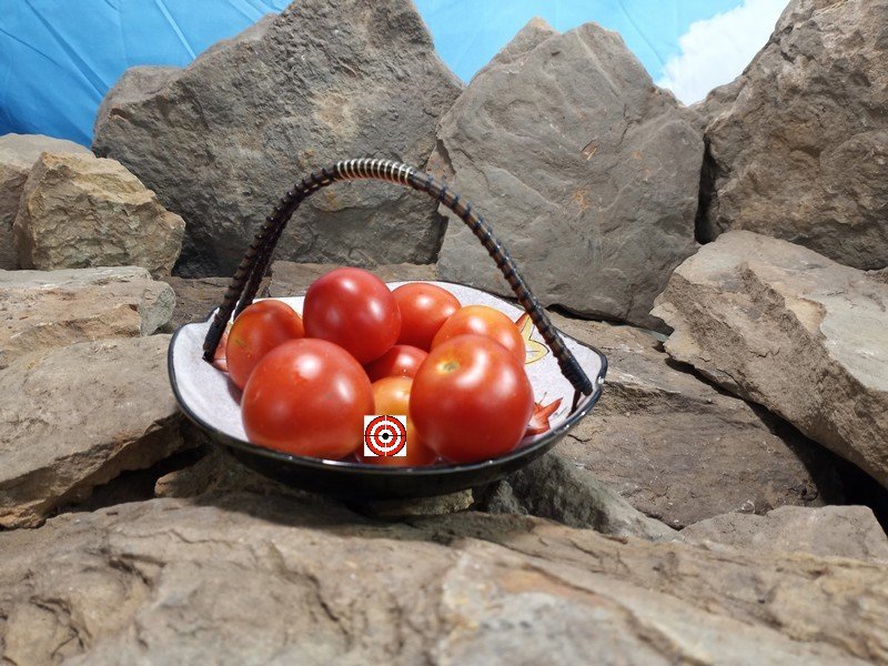 A Popular Container Dwarf Tomato Dwarf Maskotka Tomato Seeds For Sale Here.