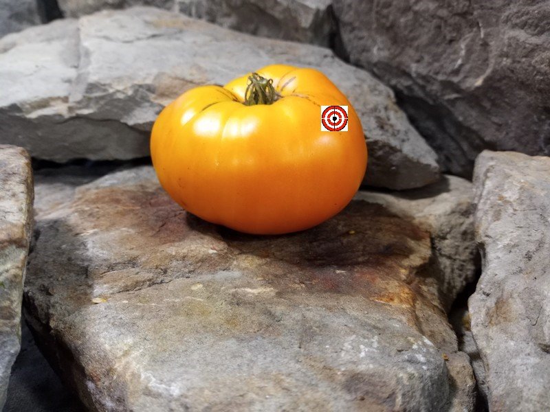 A Popular Orange Tomato Dwarf Loxton Lass Tomato Seeds For Sale Here.